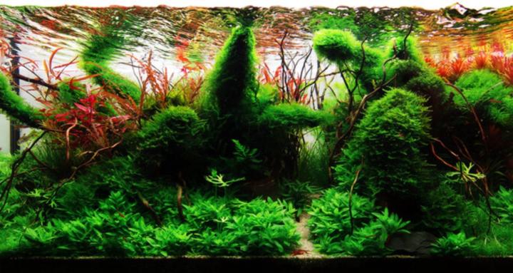 Nature's Slice: Aqua-Therapy