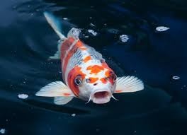 Anonymous Koi