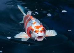 Anonymous Koi
