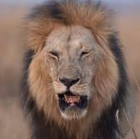 Jose maria Loro represa