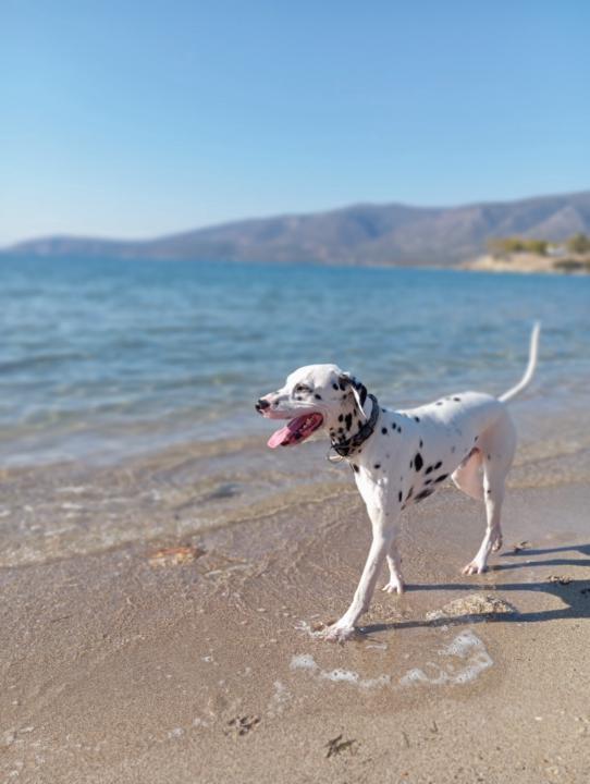 Τασοσ Πατελησ