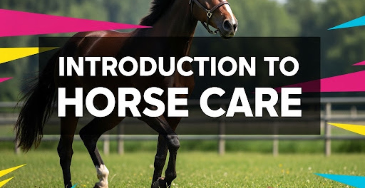 AQA Introduction to Horse Care / UN: 108755