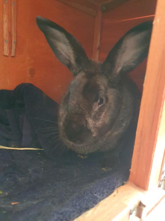 Barney the Bunny