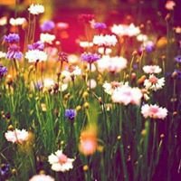 嘉芳 張