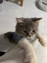 Trung Nguyễn Thành