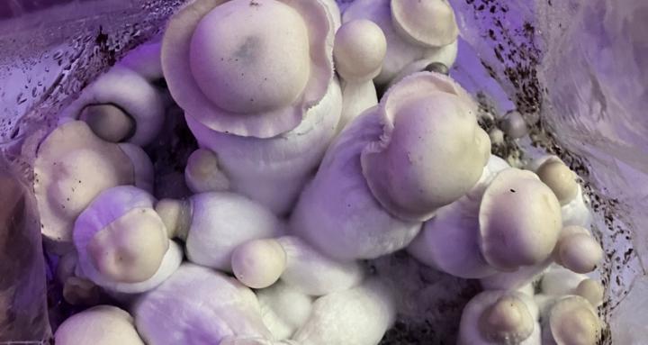 BIPOC Mycologist