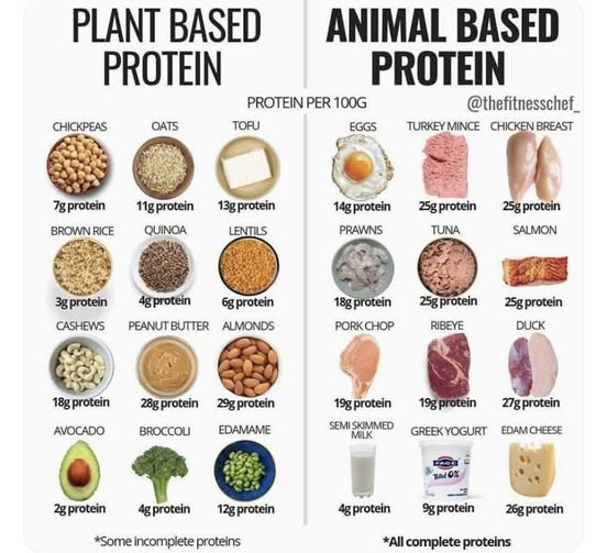 Plant Based Vs. Animal Based