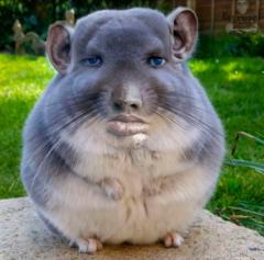 Kobiljohn Govnotopych