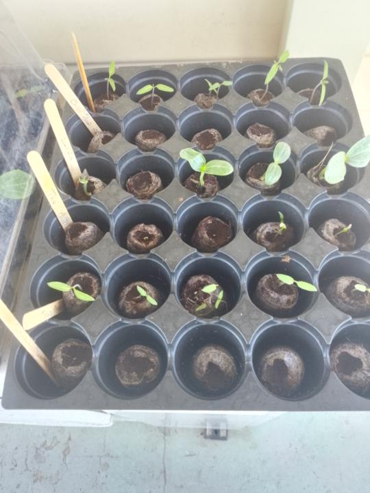 Tomato chilli challenge 