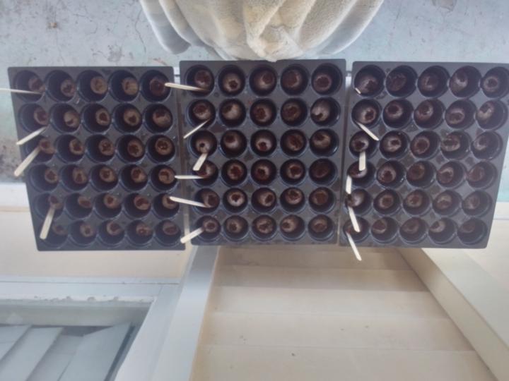 Tomato chilli challenge 