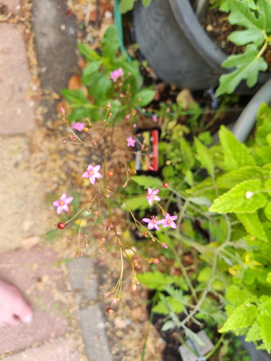 Jewels of Opar - Talinum paniculatum