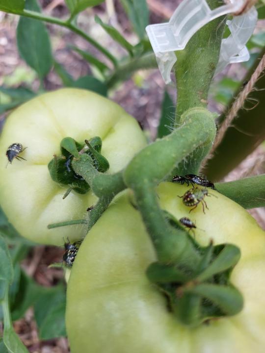 Blood Sucking Parasites 