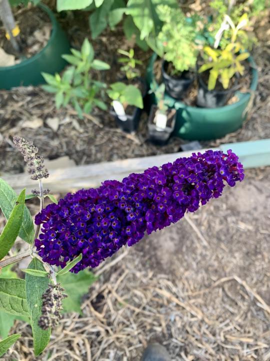 Flowers &amp; Fruit.