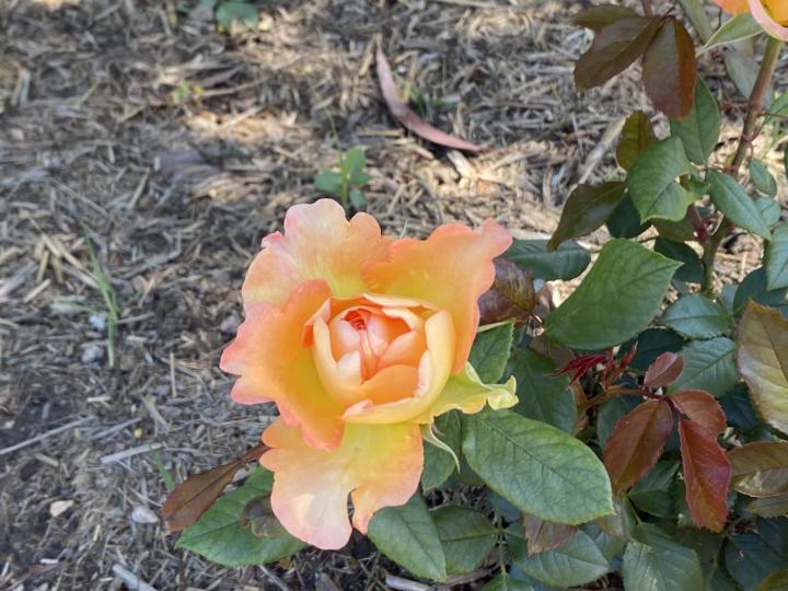 Rose variety need help locating!