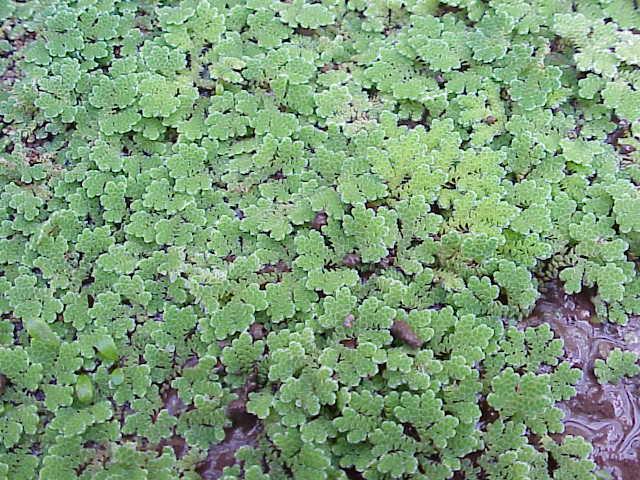 Azolla/duck weed/mosquito fern
