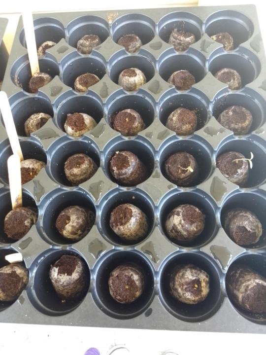 Tomato chilli challenge update 