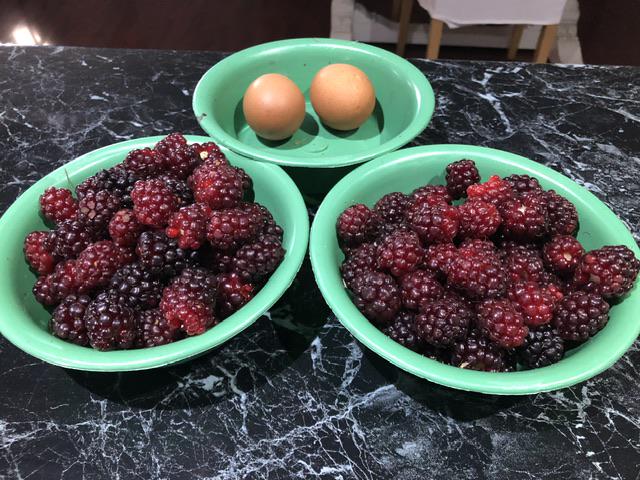 Kilos of fresh berries! 