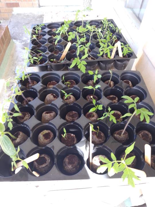 Tomato chilli challenge