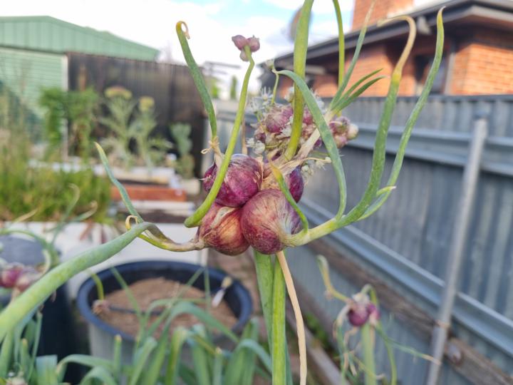 Egyptian walking onions/tree onions