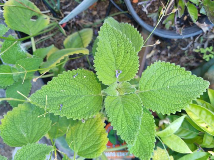 Bush Basil (Plectranthus graveolens)