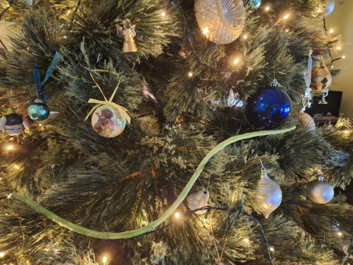 Green tree snake bean