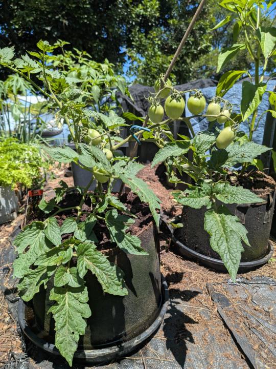 Little Napoli Dwarf 🍅 Tomato 