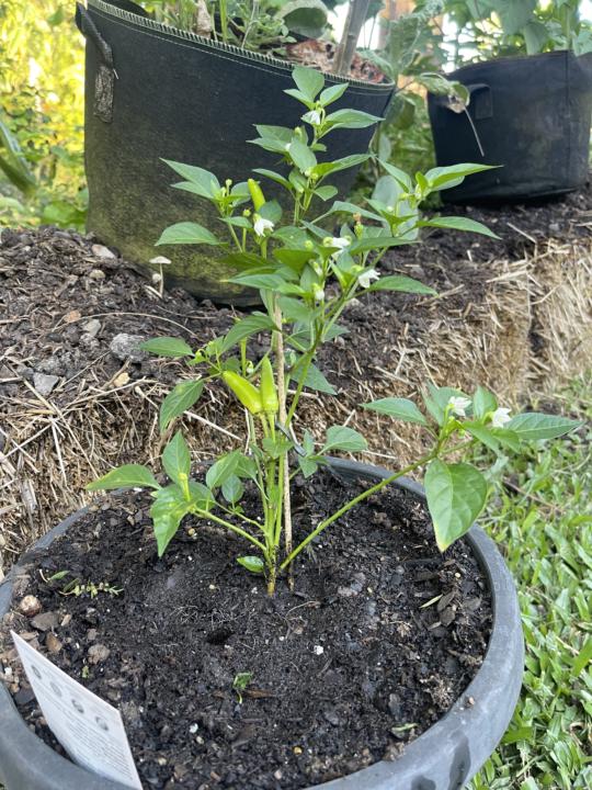 My Tomatoes and Chili Seedlings 