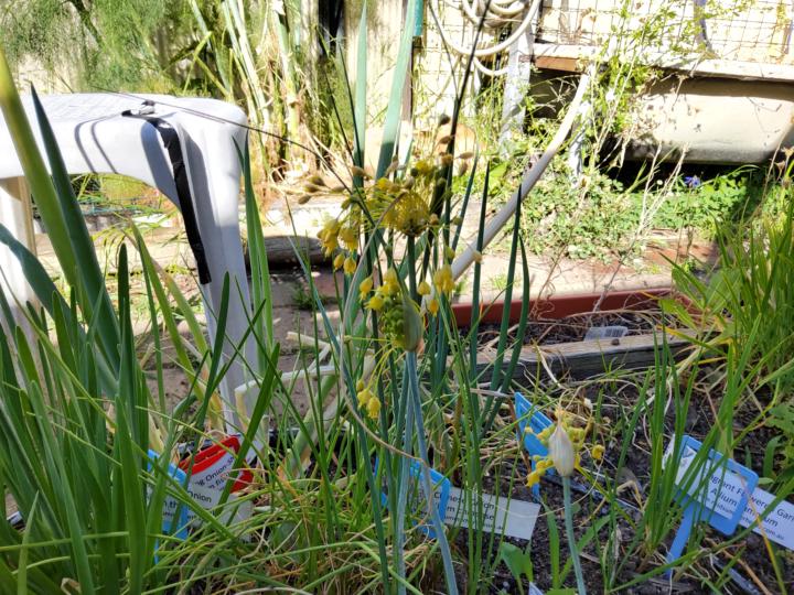 Allium flavum Yellow flowered garlic