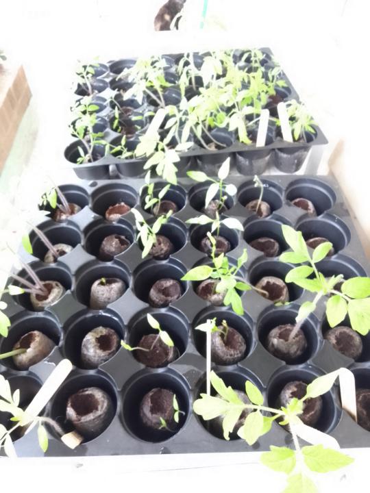 Tomato chilli challenge 