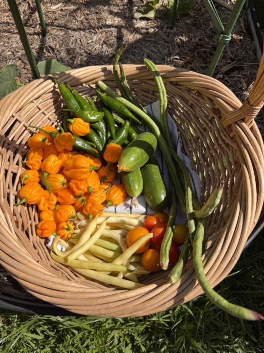 This mornings harvest