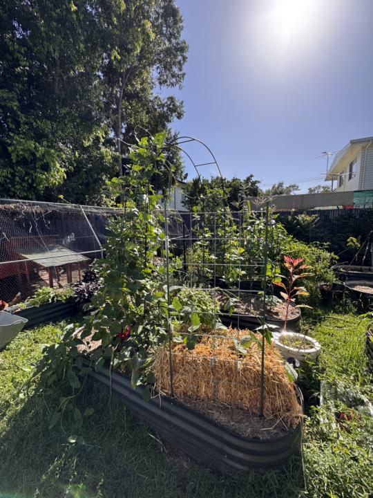 Last day of 2025 + wanna be chicken…