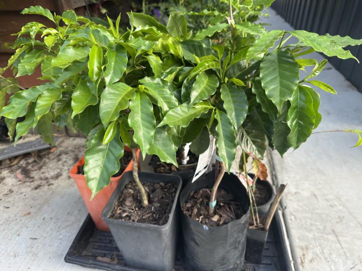 Big Beryl tomatoes and coffee trees 