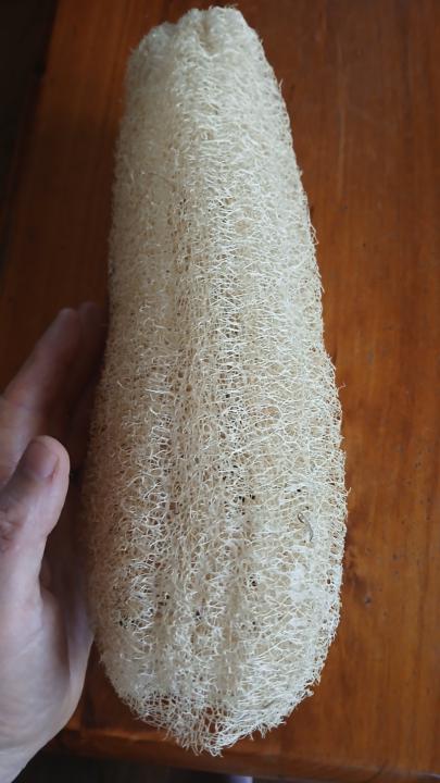 Loofa sponge seeds to swap 