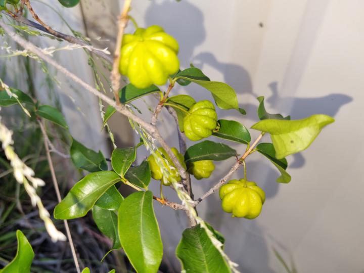 Brazilian cherry (Eugenia uniflora) 