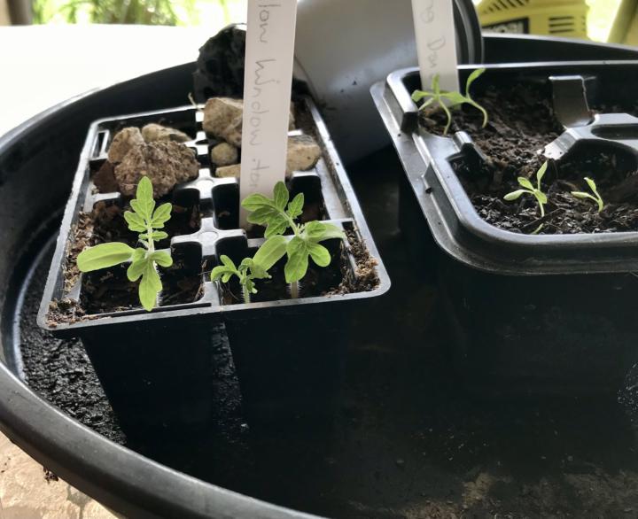 Yellow window box tomatoes 
