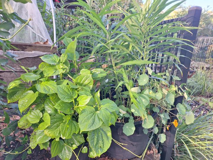 Tumeric and ginger health drinks