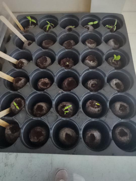 Tomato chilli challenge 