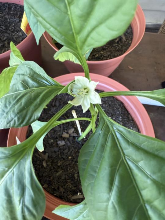 First chilli flower 