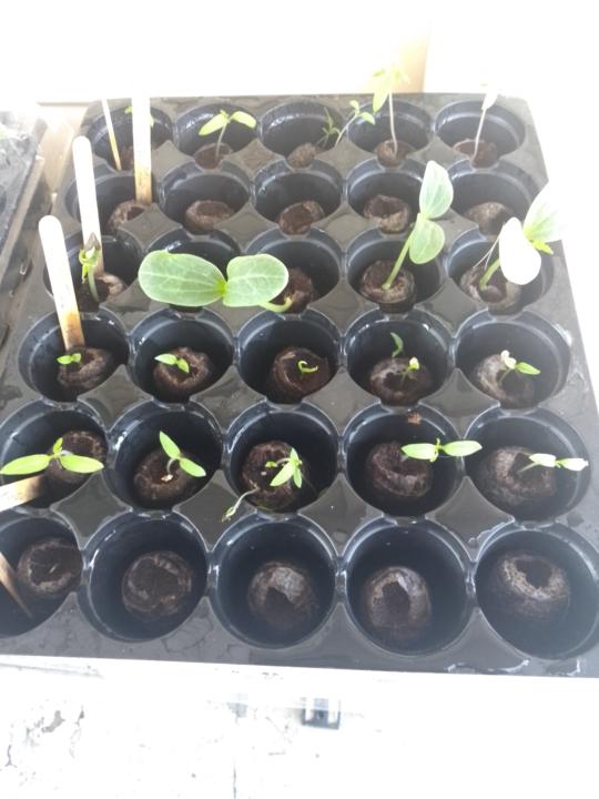 Tomato chilli challenge 