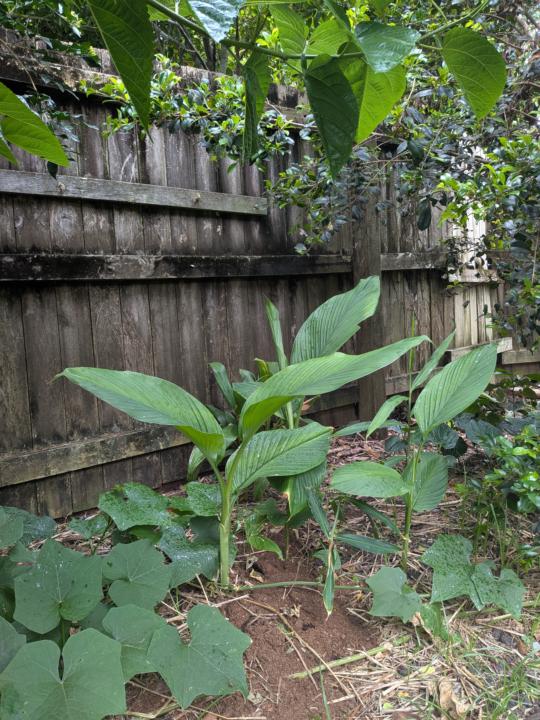 Food forest Tumeric