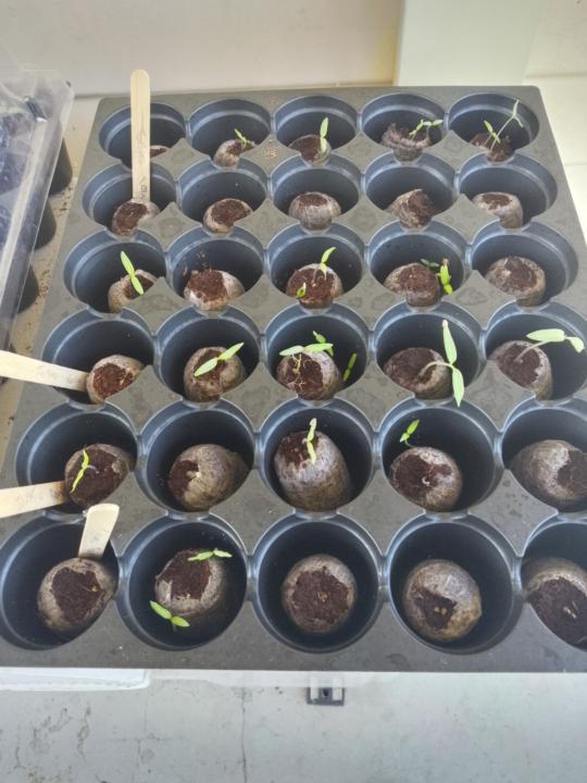 Tomato 🍅 Chilli Challenge 