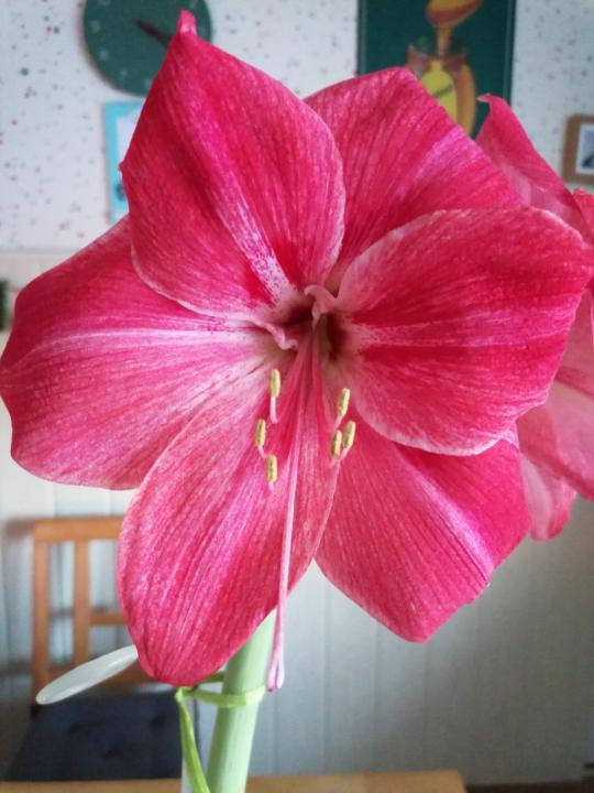 Christien Theile-Rasche