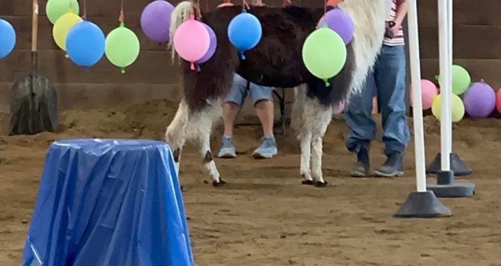 Llama & Alpaca Training