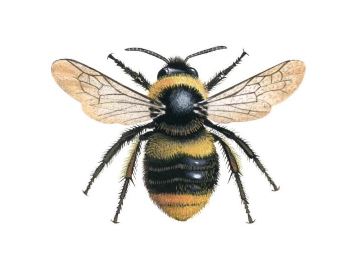 Bee D