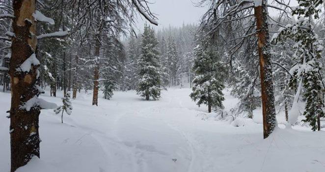 Snowboard Shredder Society