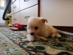 Колин Сакалова