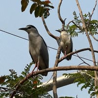 Marcanthony Rodrigues