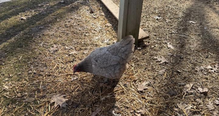 Alyza’s Flock