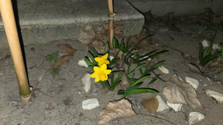 Pestiné Gyapjas Cintia