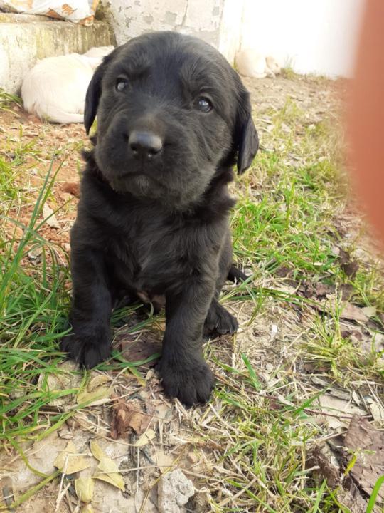 Sebastian Velasquez morales